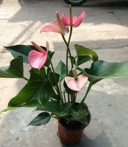 Anthurium