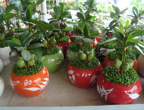 Fortune plant
