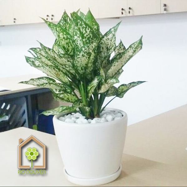 Aglaonema silver queen
