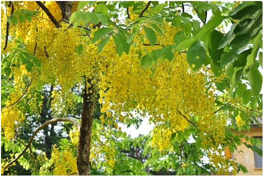 Golden shower tree