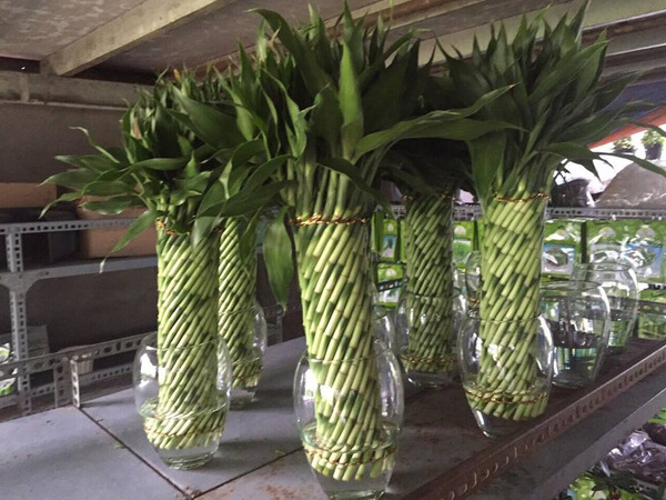 Dracaena fragrans