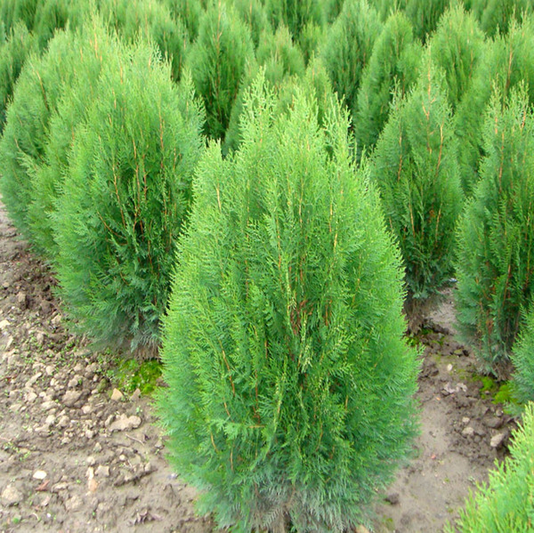 Oriental arborvitae