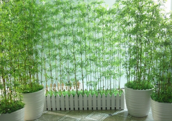 Hedge bamboo