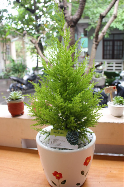 Goldcrest cypress