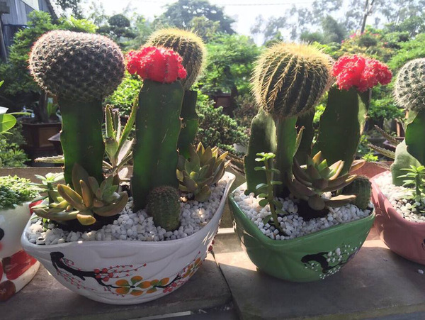 Cactus
