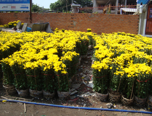 Chrysanthemum tiger