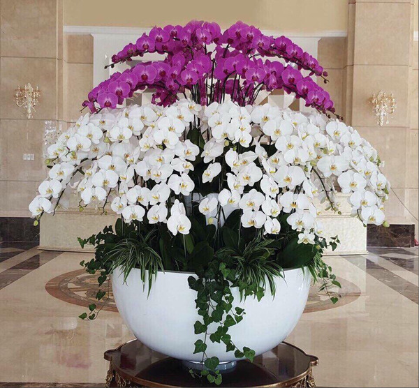 Moth orchid