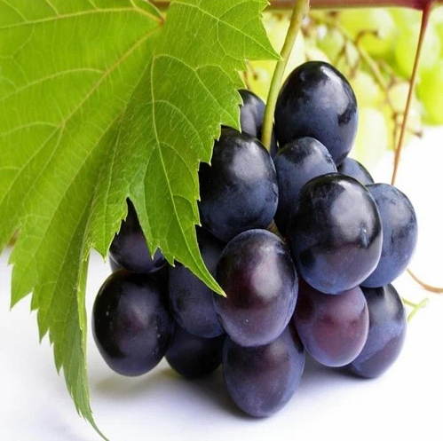 Purple grapes
