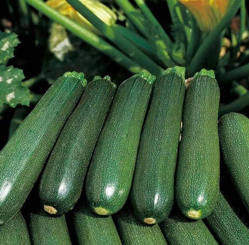 Green zucchini