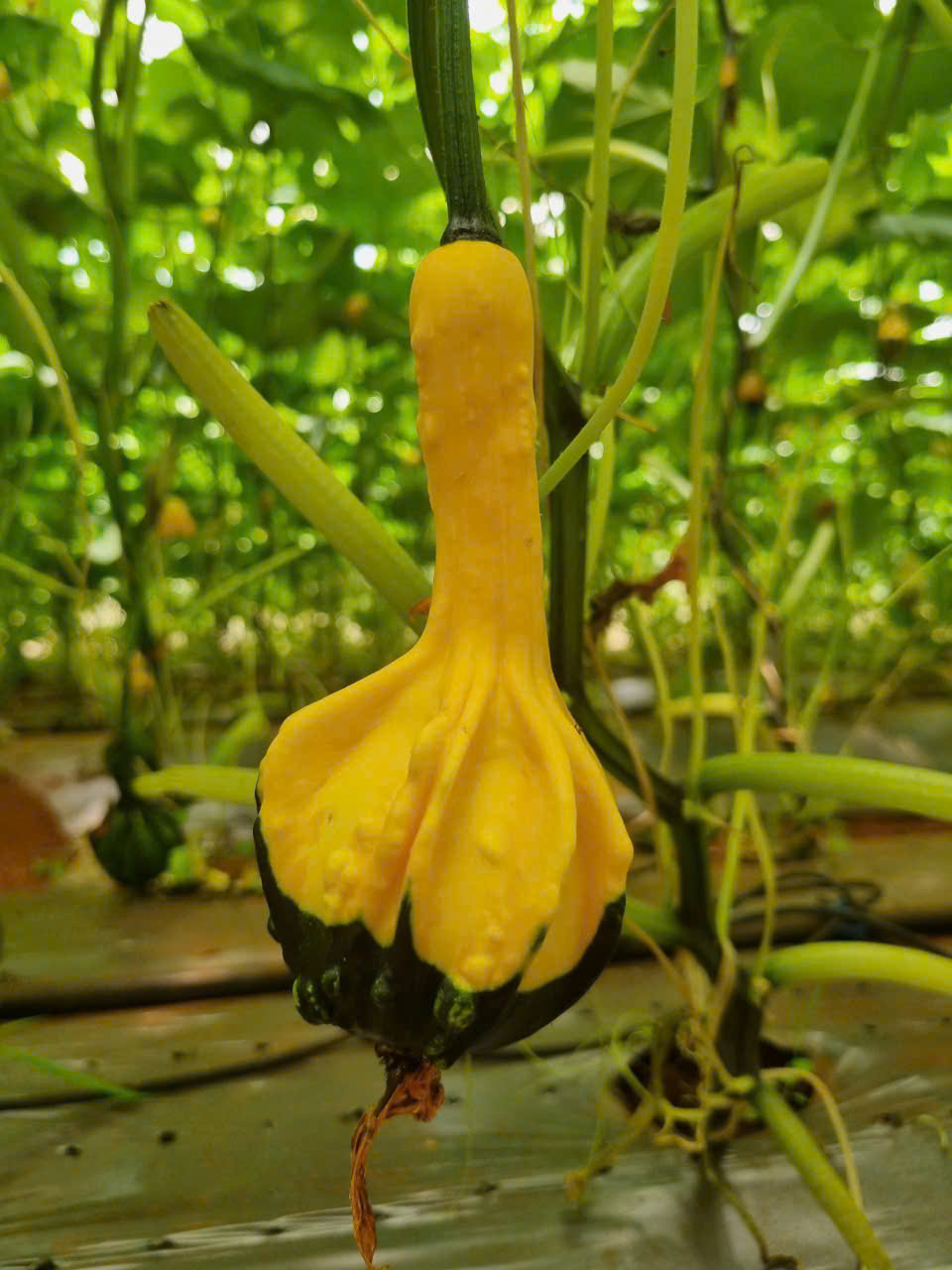 Swan gourd