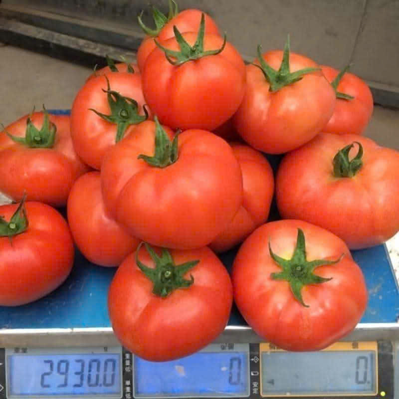 Tomato