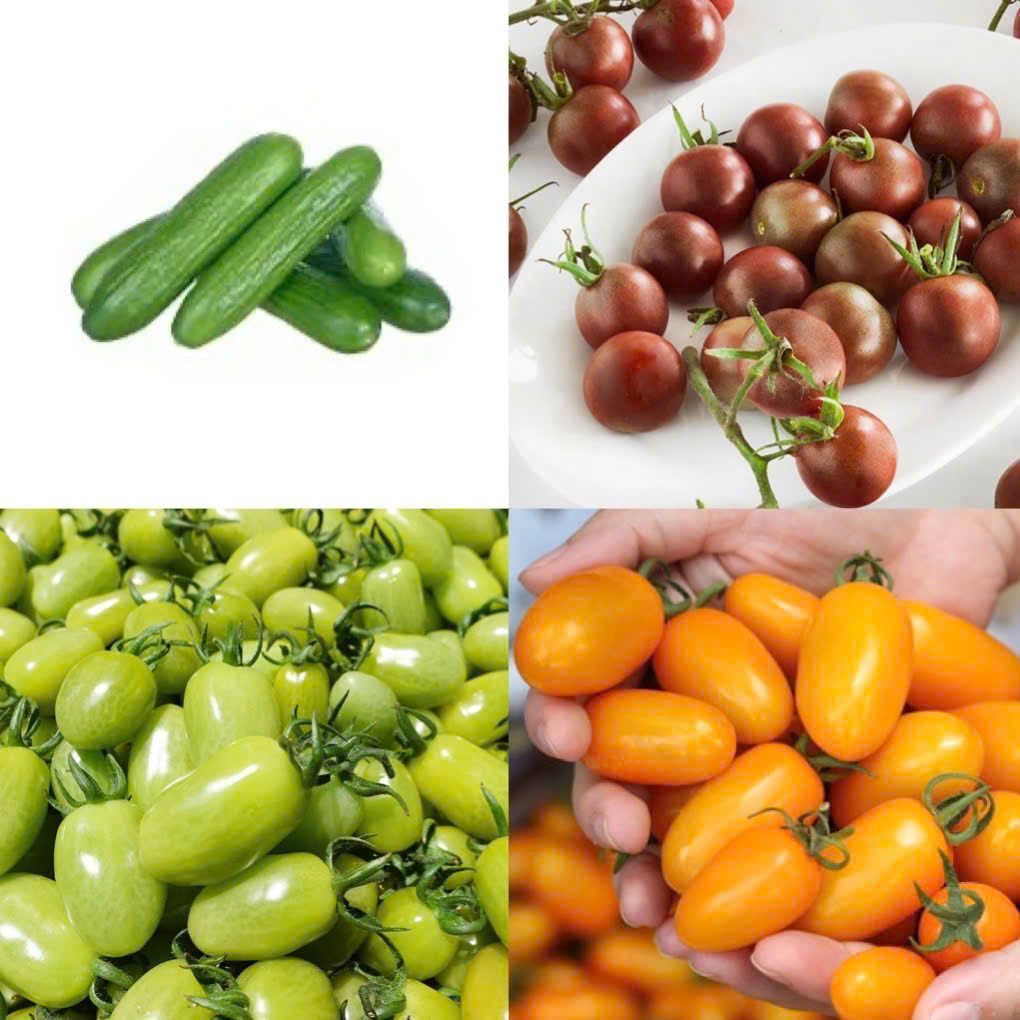 Tomato