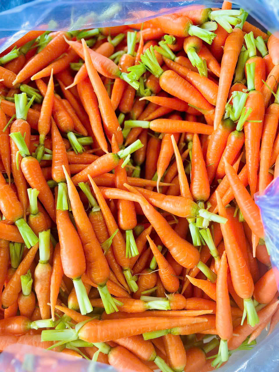 Carrot