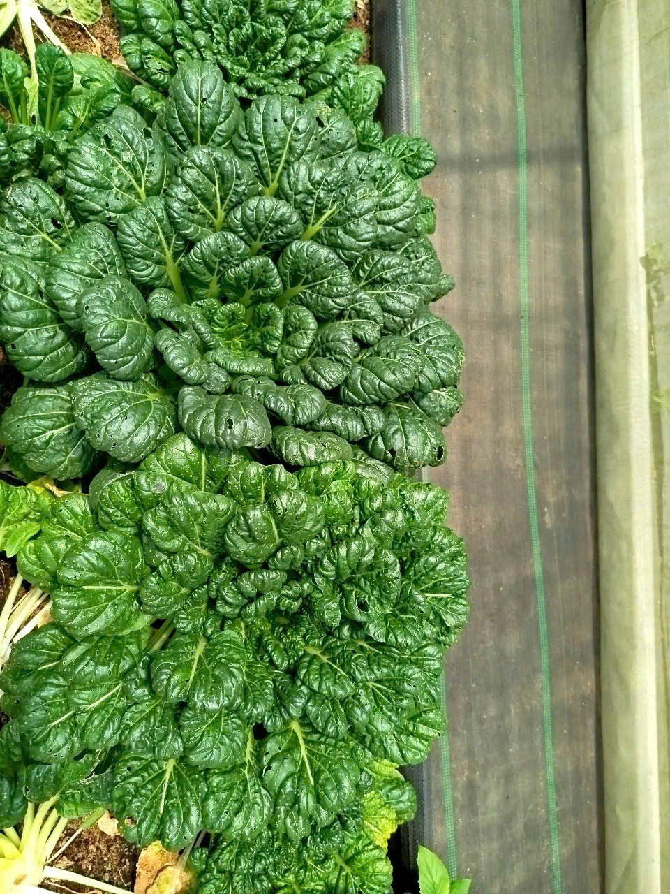 Tatsoi