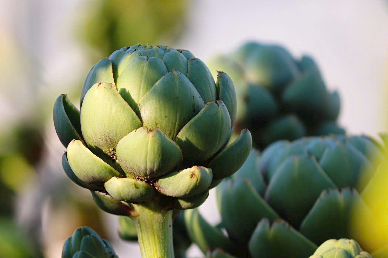Artichoke flower