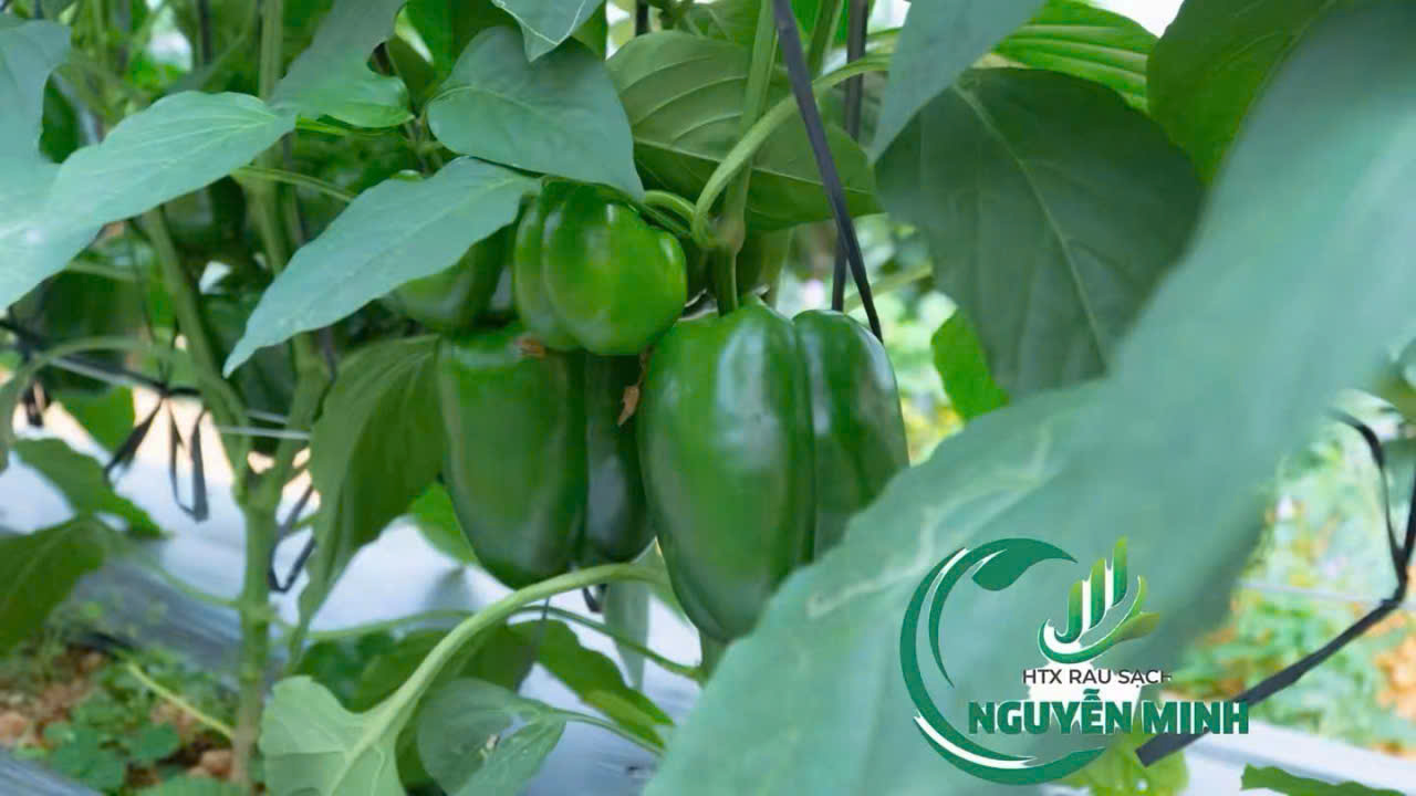 Bell pepper