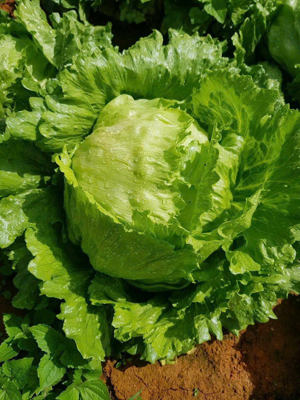 Lettuce