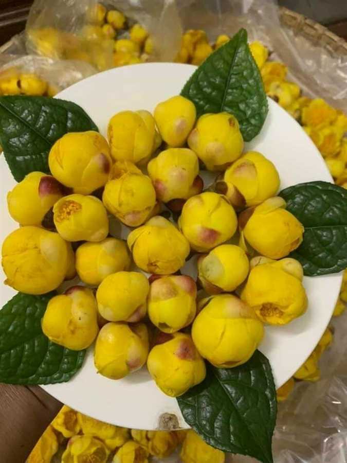 Freeze-dried yellow flower