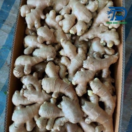 Ginger roots for export