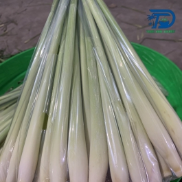Lemongrass for export