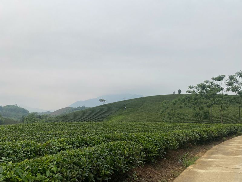 Goo Farm Tea Farm image