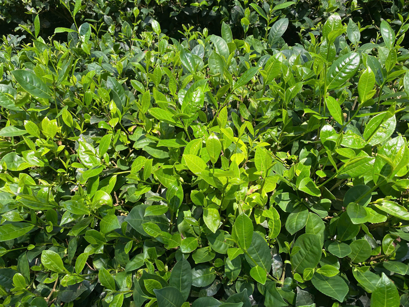 Goo Farm Tea Farm image