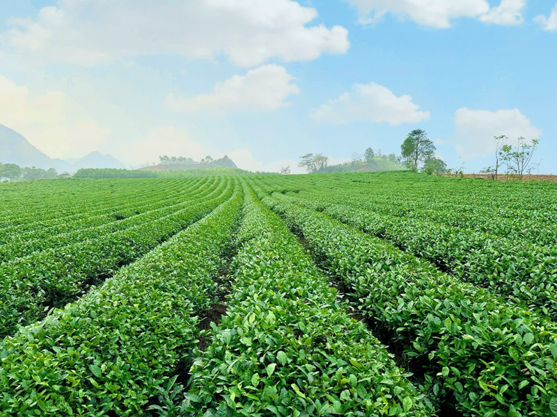 Goo Farm Tea Farm image