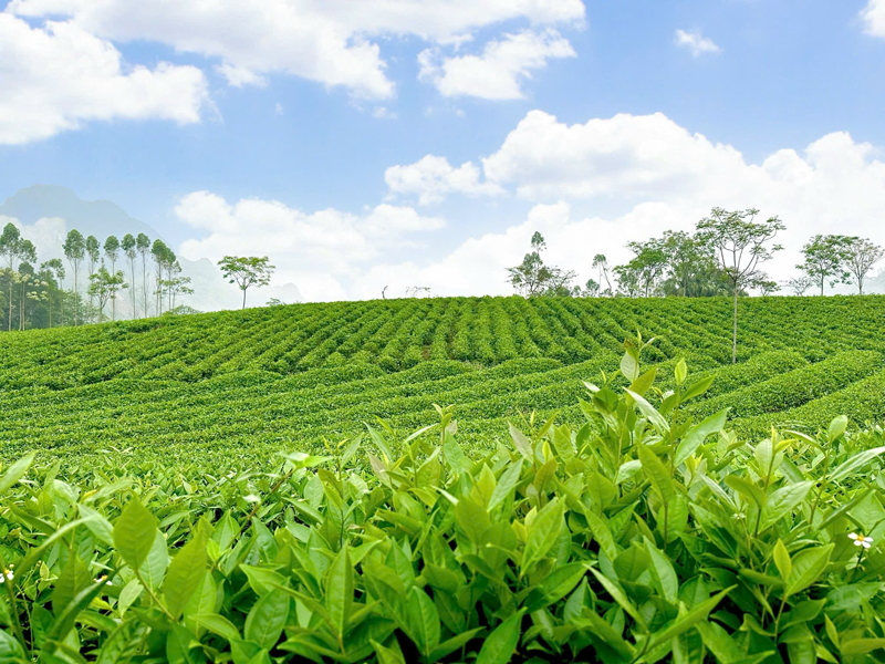 Goo Farm Tea Farm image