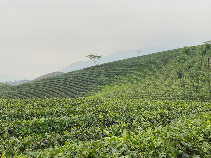 Goo Farm Tea Farm image