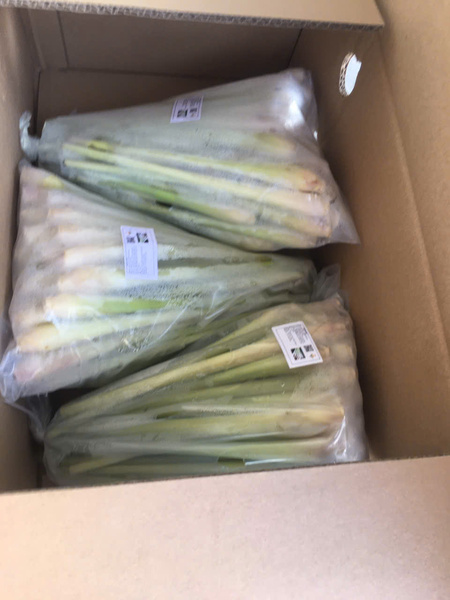 Fresh lemongrass