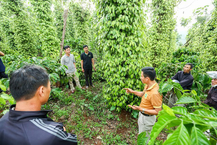 Organic Coffee Production Partnership