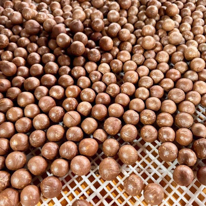 beCHAMP Premium Macadamia Nuts