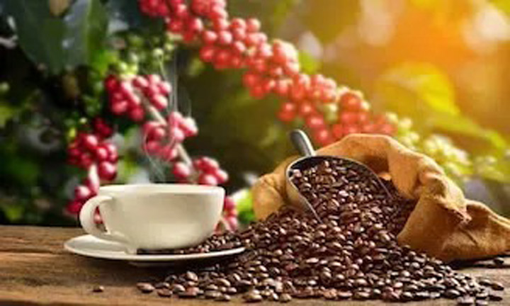 Organic Coffee Trading