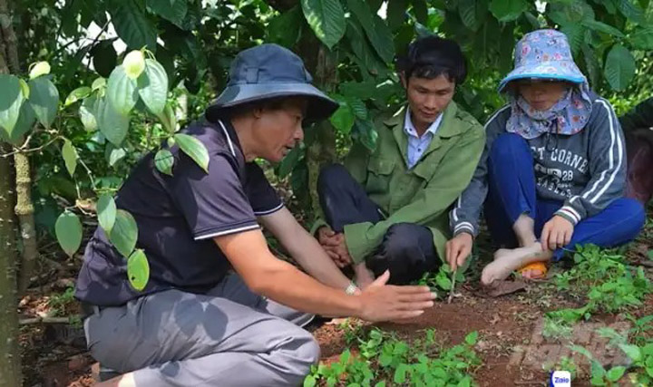 Free Organic Coffee Production Consulting