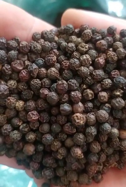 Pepper