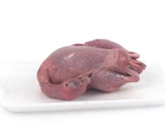 Quail
