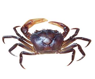 Crab