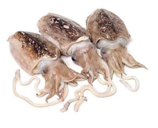Squid