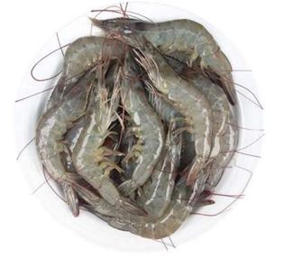 Shrimp