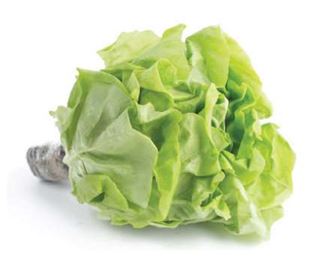 Lettuce