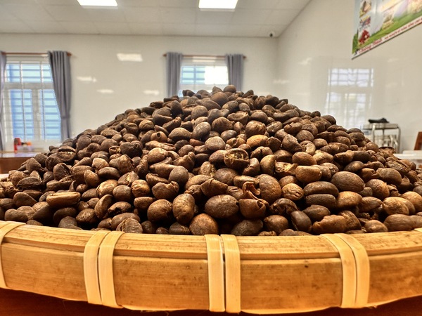 Robusta coffee