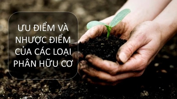 Organic fertilizers