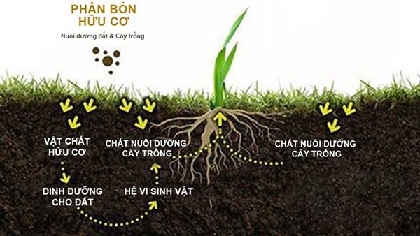 Organic fertilizers