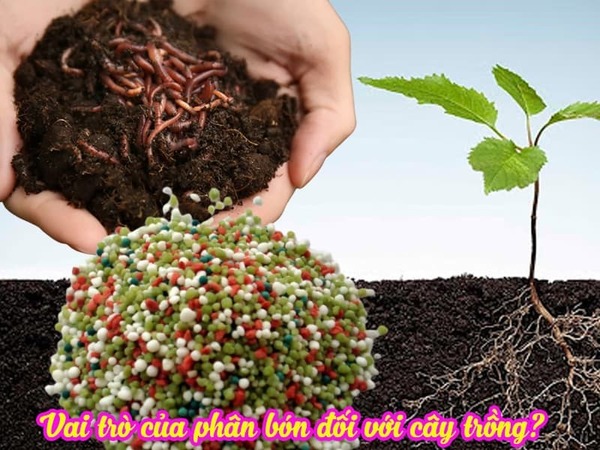 Organic fertilizers
