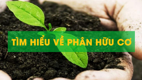 Organic fertilizers