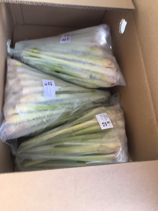 Fresh lemongrass