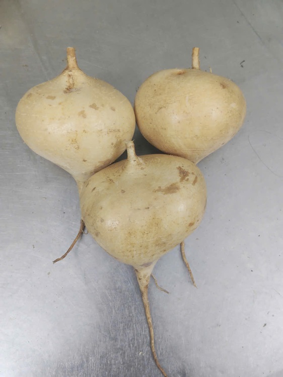 Fresh jicama
