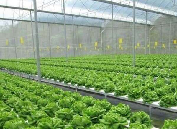 TDG Farm Company