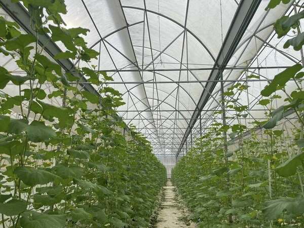 TDG Farm Company