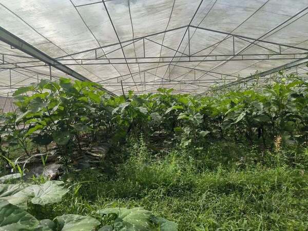 TDG Farm Company